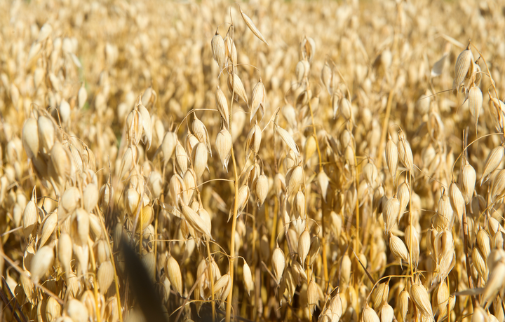 CFTC Orders Minnesota Grain Merchandiser to Pay $3 Million Penalty for Market Abuse